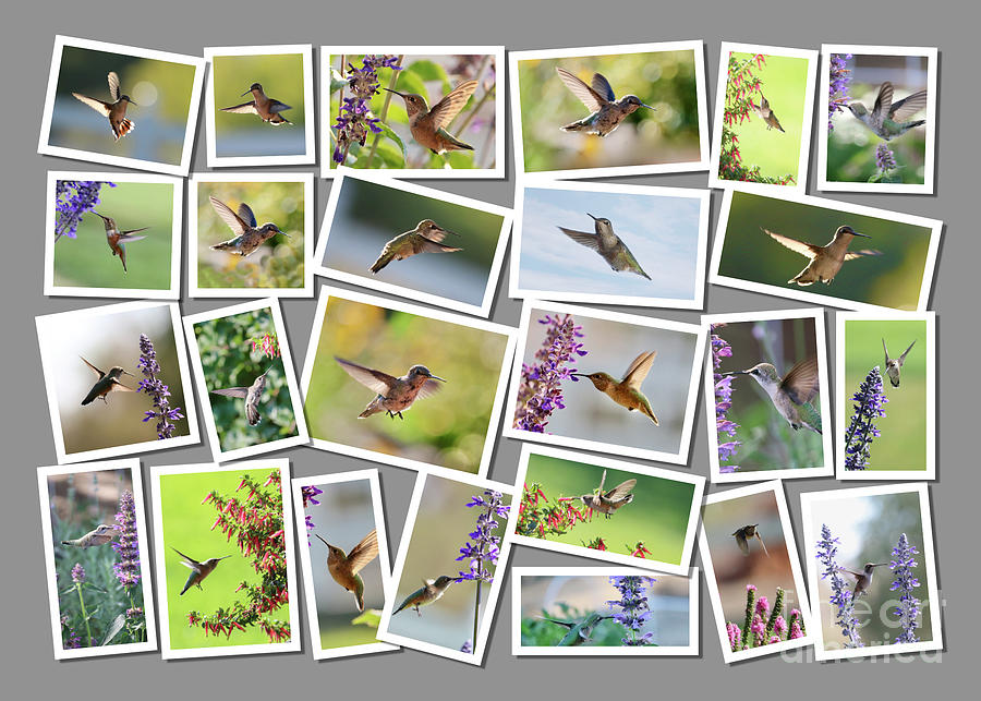 Hummingbird Collage with Gray Background Photograph by Carol Groenen