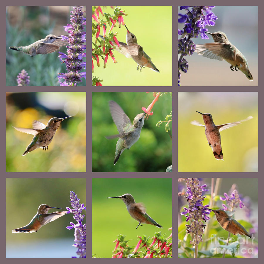 Hummingbird Photograph - Hummingbird Collage with Gray Border by Carol Groenen
