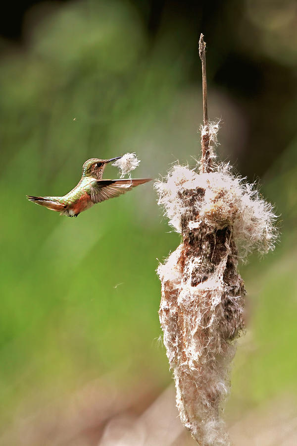 Hummingbird Collecting Nest Material Photograph by Peggy Collins
