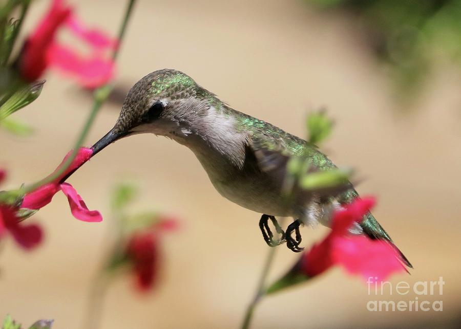 Hummingbird Concentration Photograph by Carol Groenen