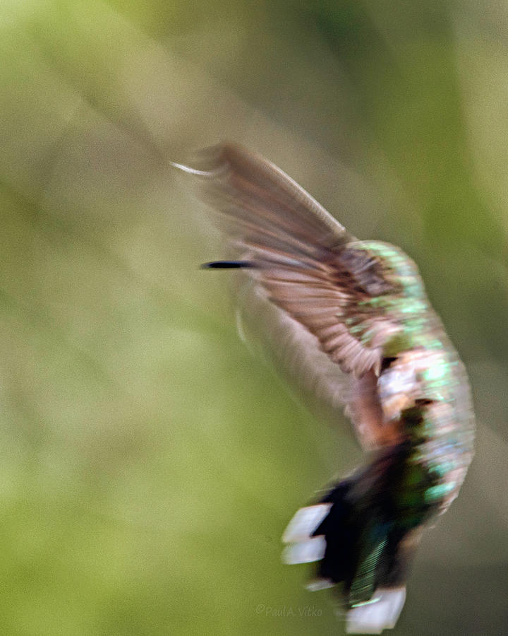 Hummingbird dancing II Photograph by Paul Vitko