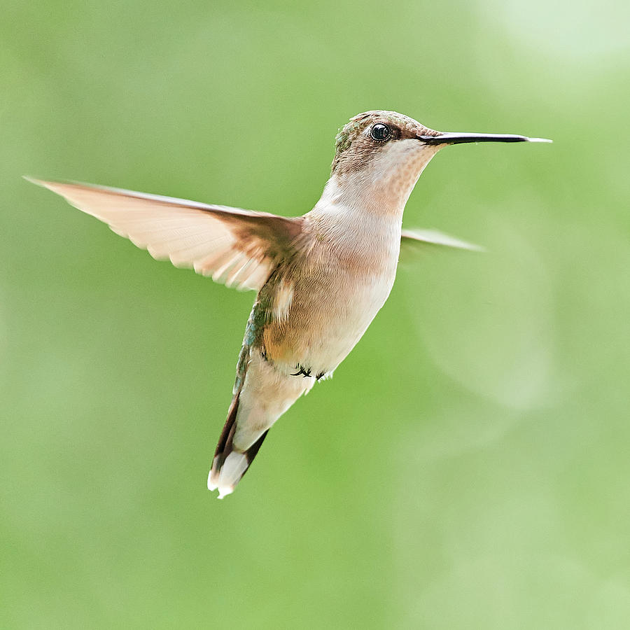 Hummingbird Dancing On Air Photograph by Jim Hughes