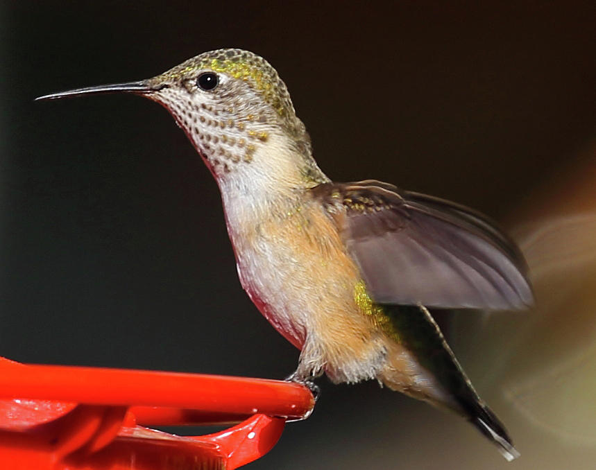 Hummingbird Photograph by Dart Humeston