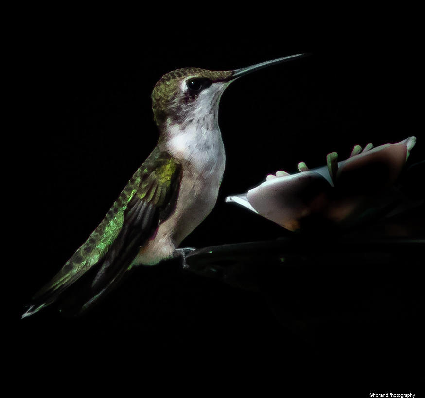 Hummingbird Photograph by Debra Forand