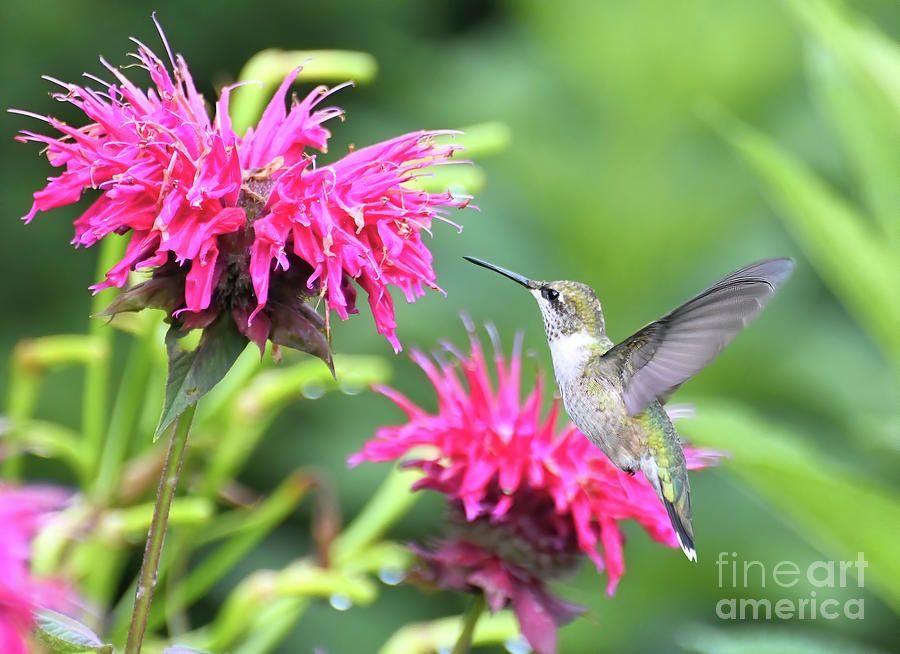 Hummingbird - Delight in the Garden Photograph by Kerri Farley