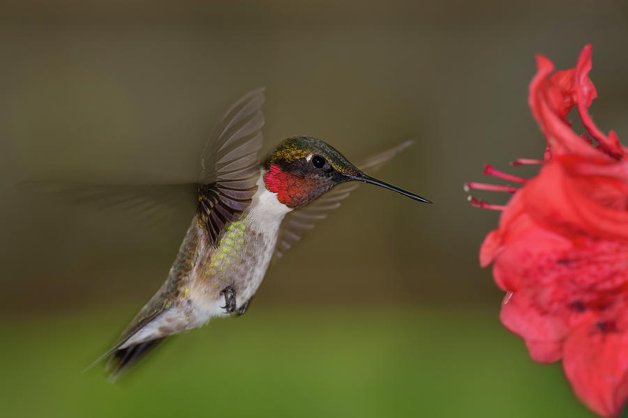 Hummingbird Photograph by Dennis Sprinkle