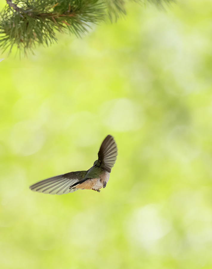 Hummingbird Departure Photograph by Laura Terriere