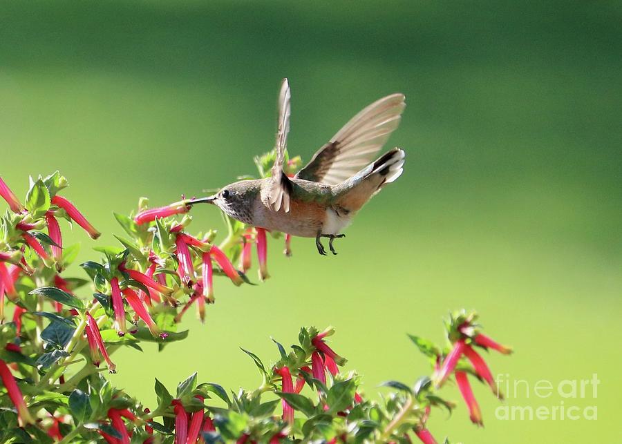 Hummingbird Determination Photograph by Carol Groenen