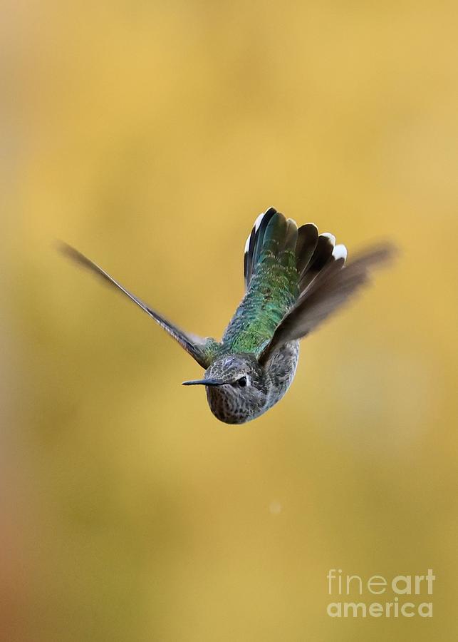 Hummingbird Dive With Yellow Background Photograph
