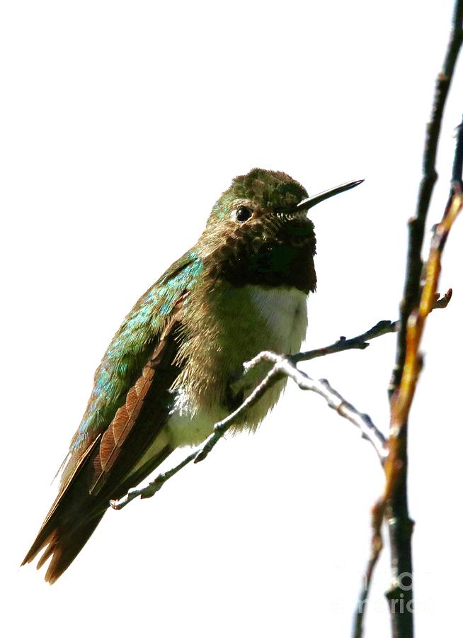 Hummingbird Photograph by Dlamb Photography | Fine Art America