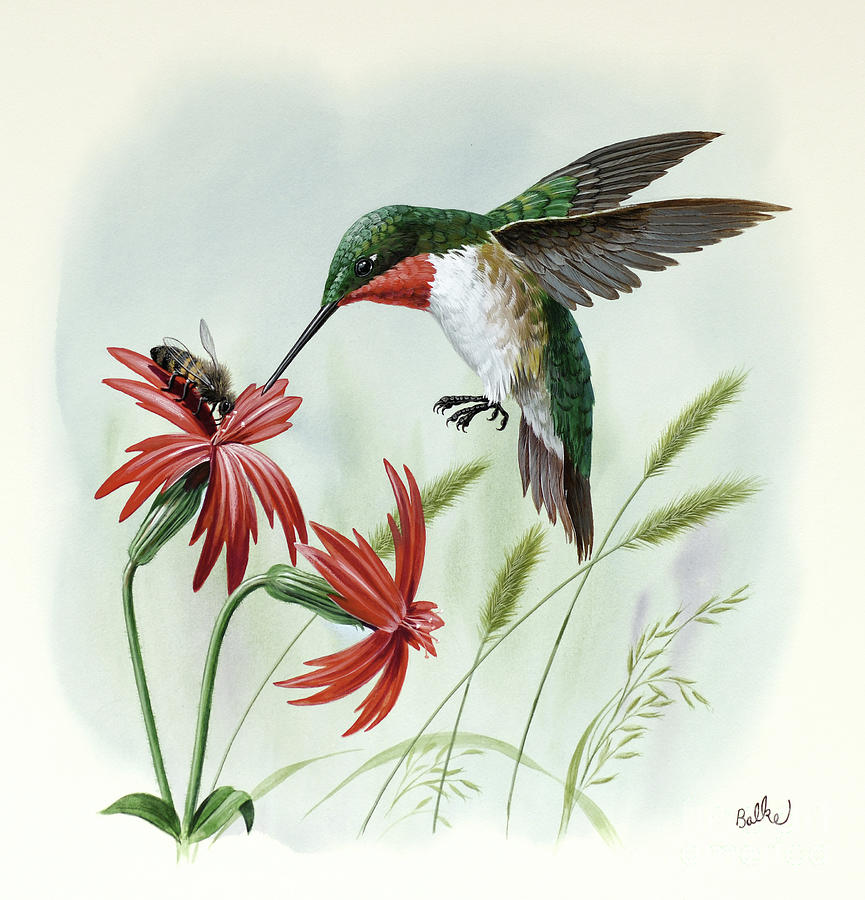 Hummingbird Painting by Don Balke