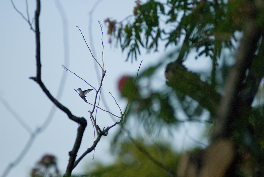Hummingbird Photograph by Doug LaRue