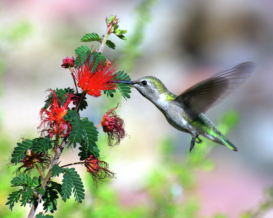 Hummingbird Photograph by Douglas Taylor