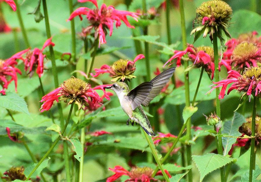 Hummingbird eating bee balm Photograph by Jo-Ann Matthews | Fine Art ...