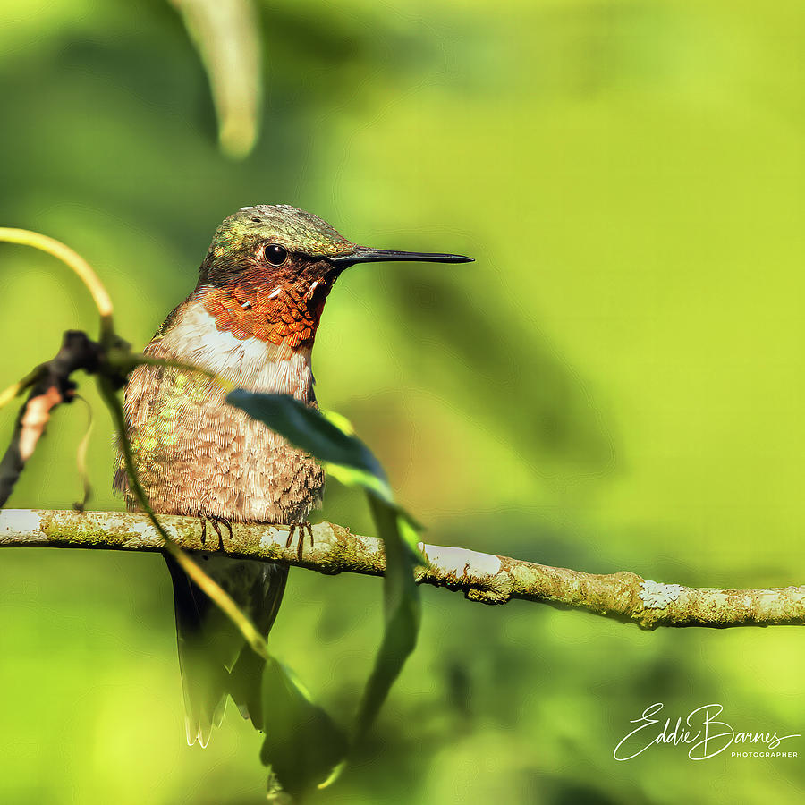 Hummingbird Digital Art by Eddie Barnes - Fine Art America