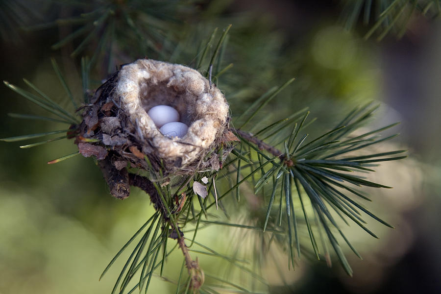 Hummingbird Eggs in Nest in Pine Tree Close Up Photograph by Terryfic3D