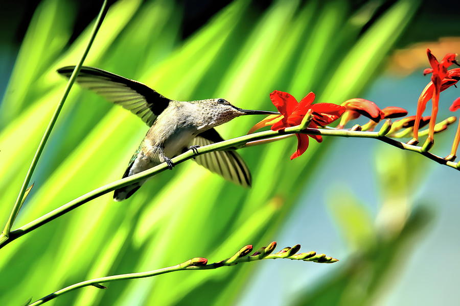 Hummingbird Enjoying A Tasty Treat Of Crocosmia Photograph