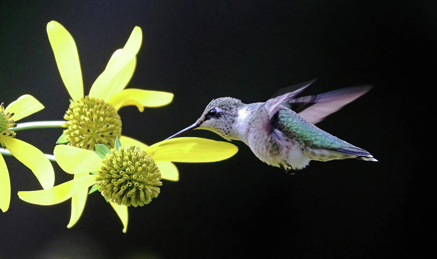 Hummingbird Enjoying The Nectar Photograph by Debbie Oppermann