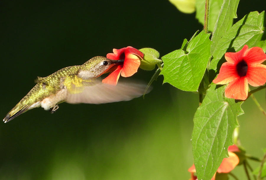 Hummingbird Enjoying Thunbergia Photograph by Living Color Photography Lorraine Lynch