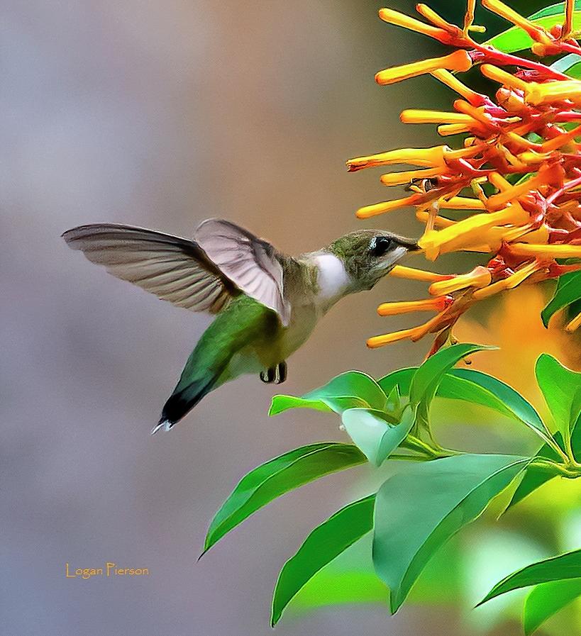 Hummingbird enjoys a Firecracker Bush. Photograph by Logan Pierson - Pixels