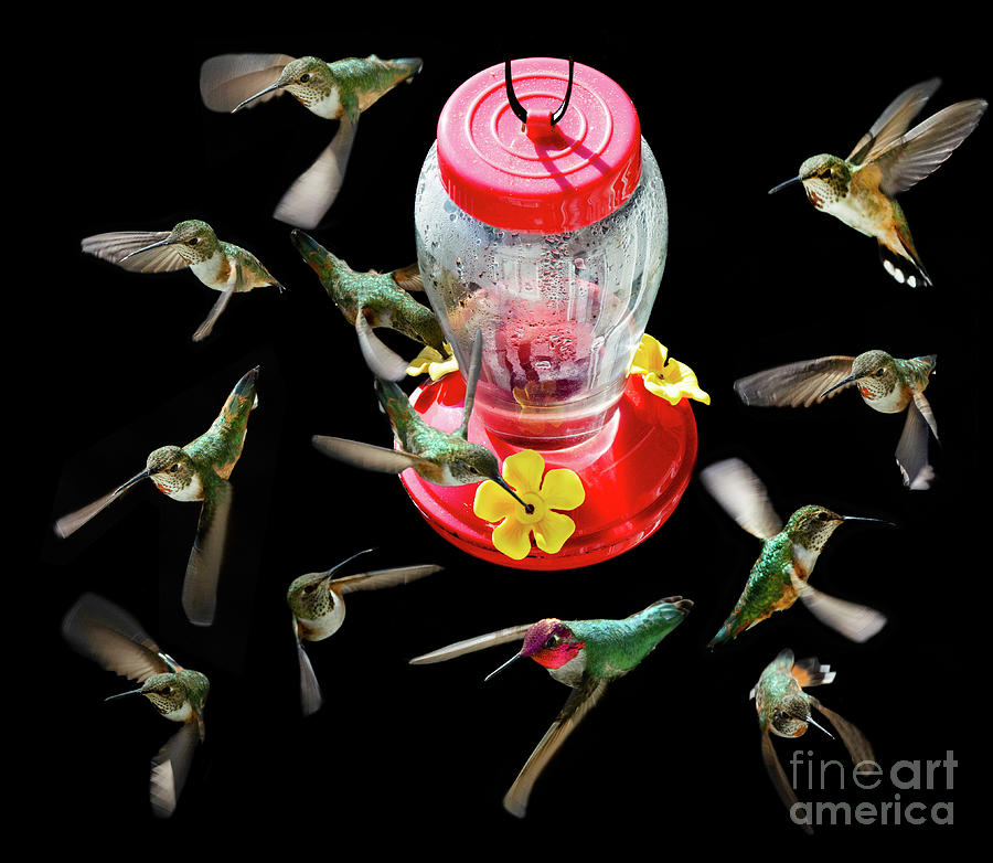 Hummingbird Extravaganza Photograph by Bob Christopher