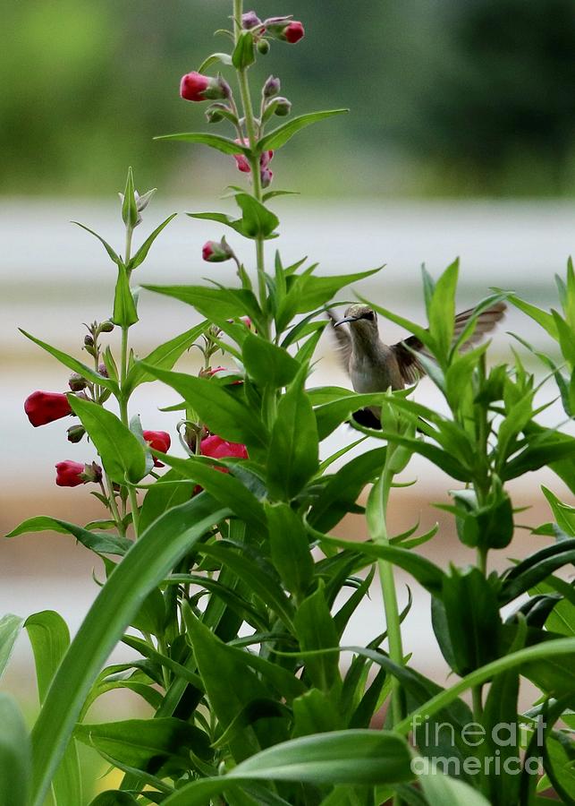 Hummingbird Eye Contact Photograph by Carol Groenen