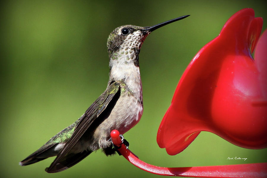 Greensboro GA Hummingbird Eyelashes Bird Wildlife Art Photograph by Reid Callaway