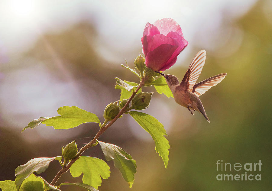 Hummingbird Feeding at a Rose of Sharon Photograph by Diane Diederich
