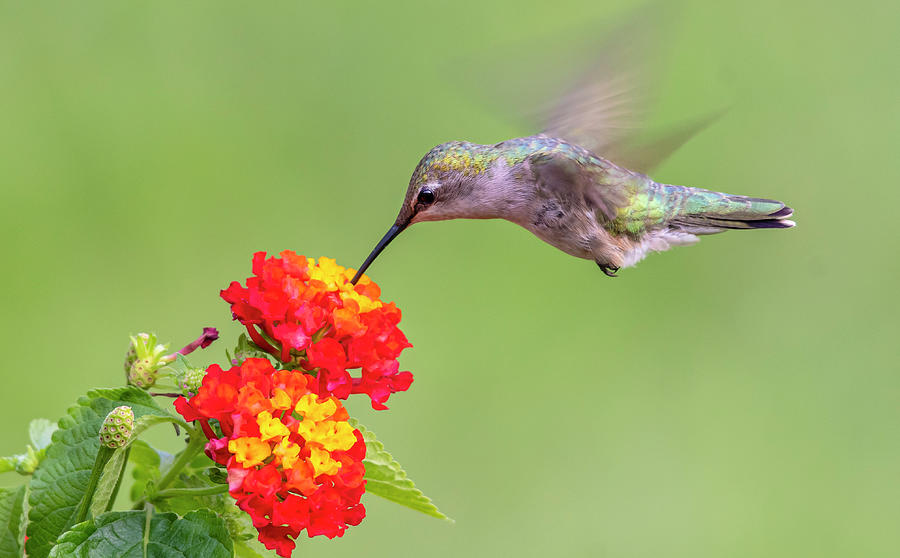 Hummingbird Feeding Photograph by Eric Miller