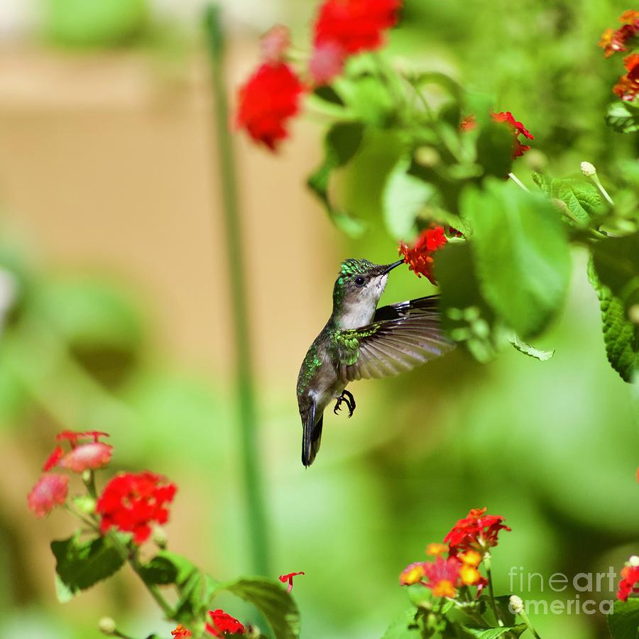 Hummingbird Feeding Photograph by Laura Forde