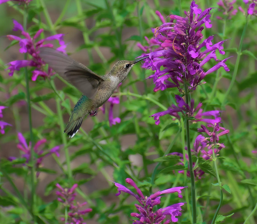 Hummingbird Feeding Photograph by Len Bomba
