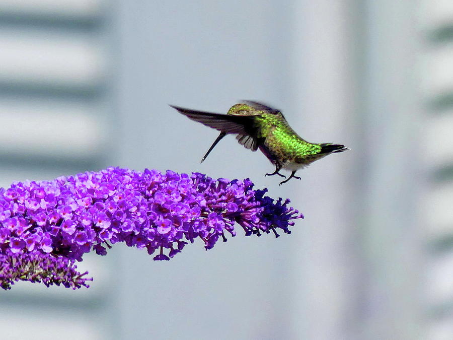 Hummingbird Feeding on a Butterfly Bush Flower Photograph by Lyuba Filatova
