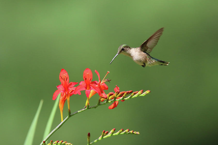 SisterMariaのHummingBirdsJSK