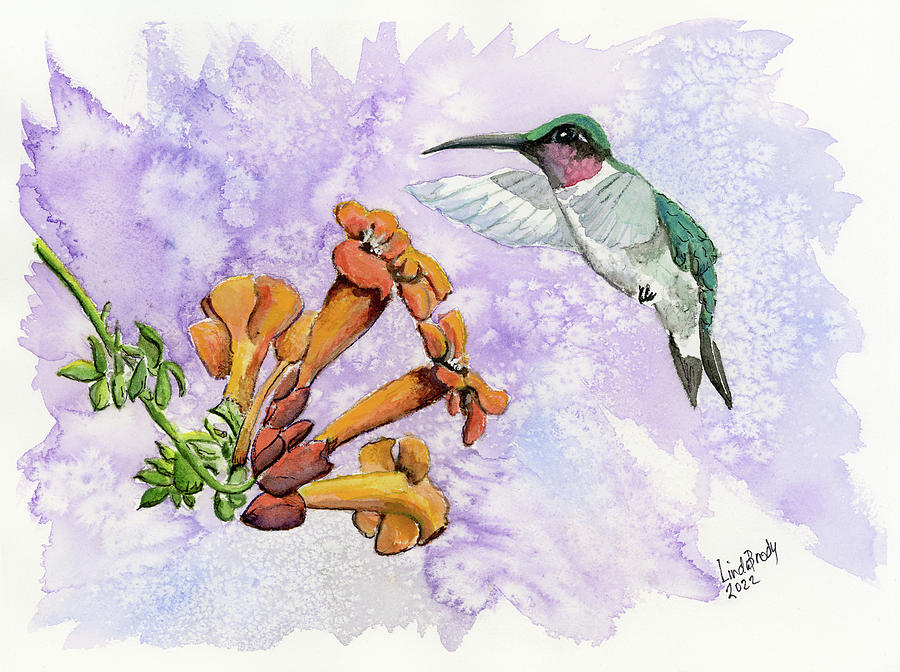 Hummingbird Feeding on Honeysuckle Painting by Linda Brody