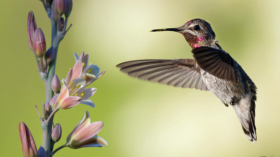 Hummingbird Feeding. Photograph by Paul Martin