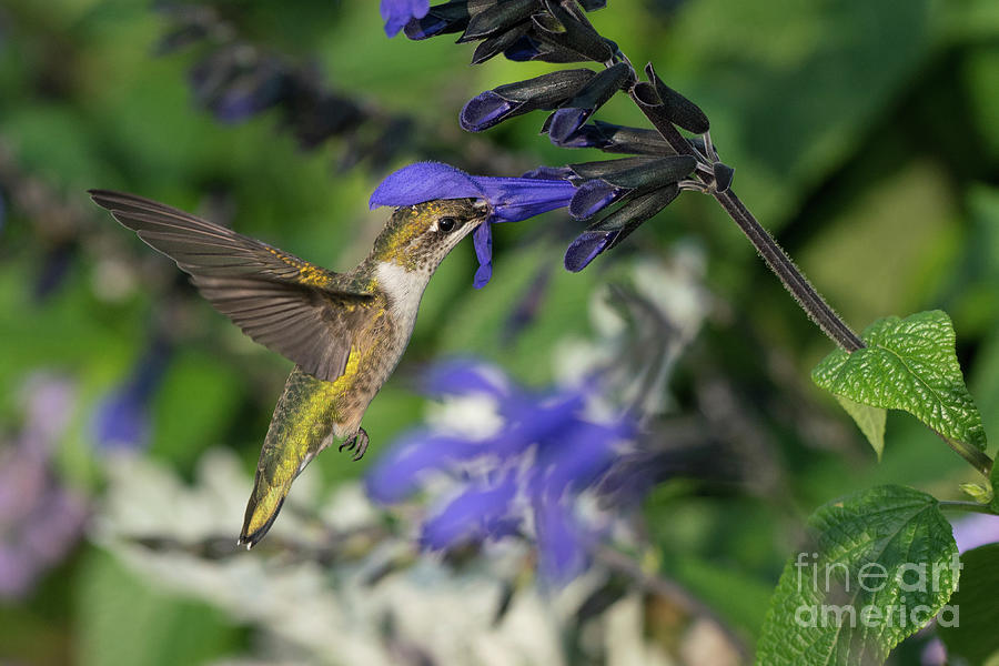 Hummingbird Feeding2 Photograph by Jim Schmidt MN