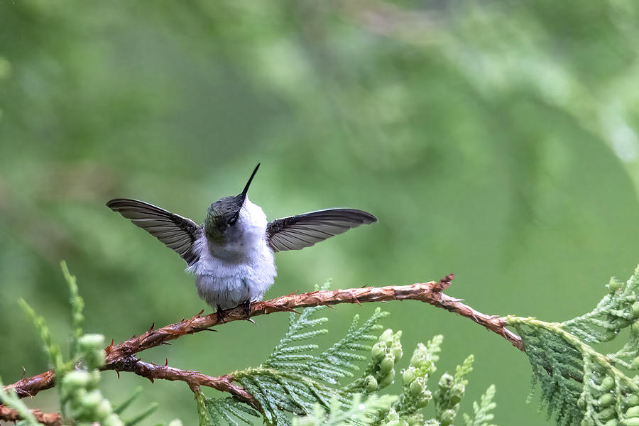 Hummingbird - Female Ruby-throated Wingspread Photograph by Patti Deters
