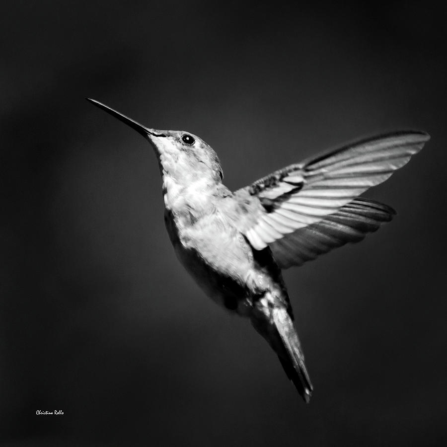 Hummingbird Flight Bw Square Photograph by Christina Rollo
