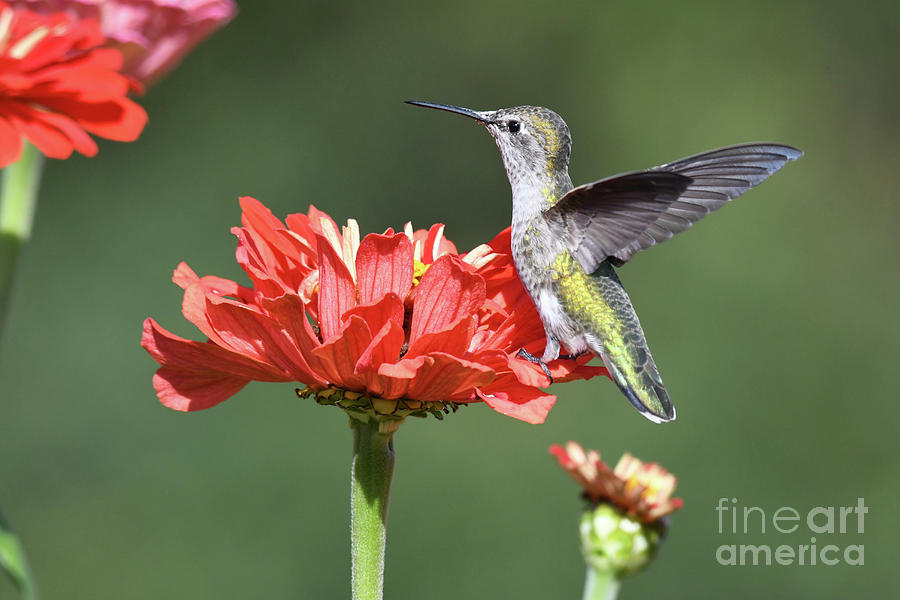 Hummingbird Flower Photograph by Kristine Anderson