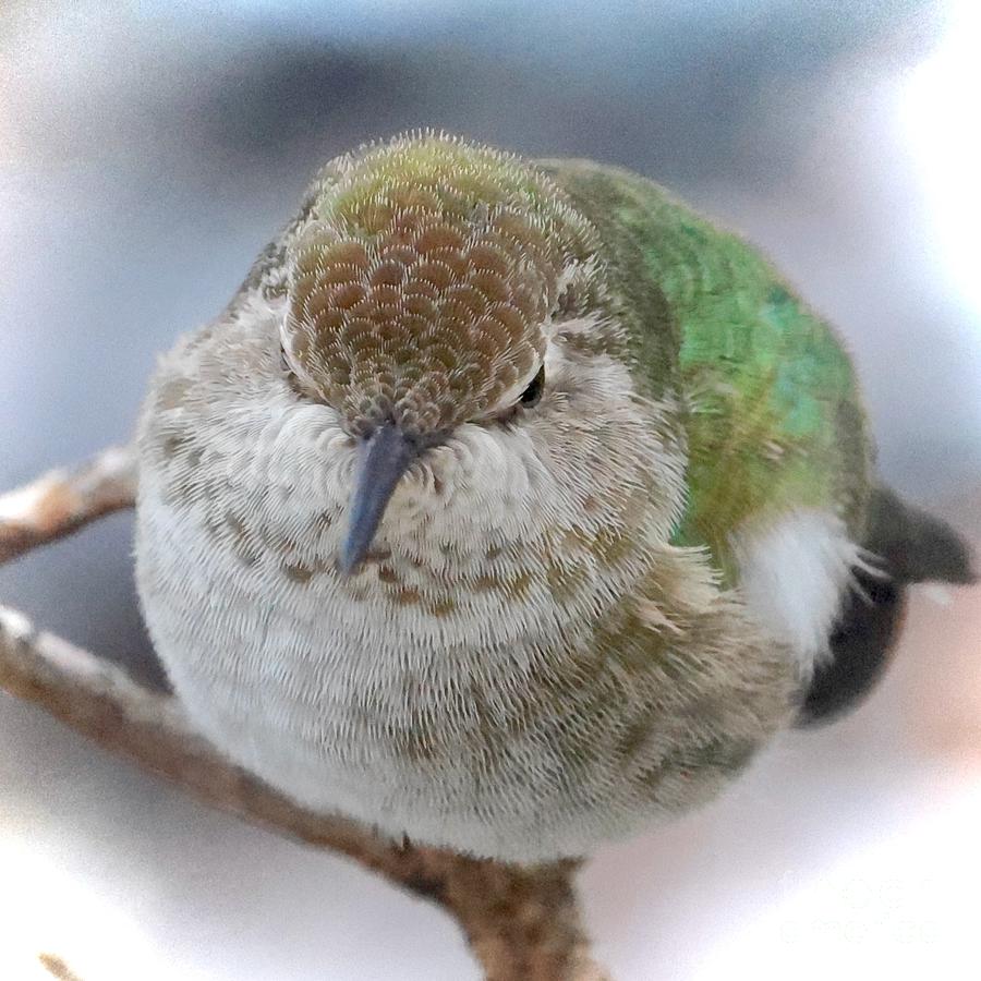Hummingbird Fluff Ball with Vignette Photograph by Carol Groenen
