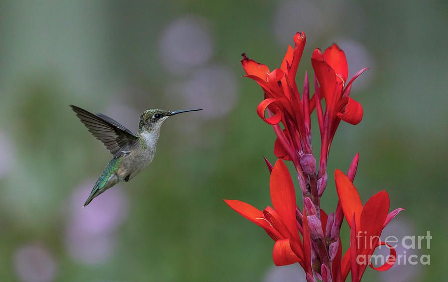 Hummingbird Fly By Photograph by Teresa Jack