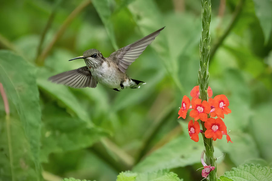 Hummingbird Flyaway Photograph by Jack Nevitt