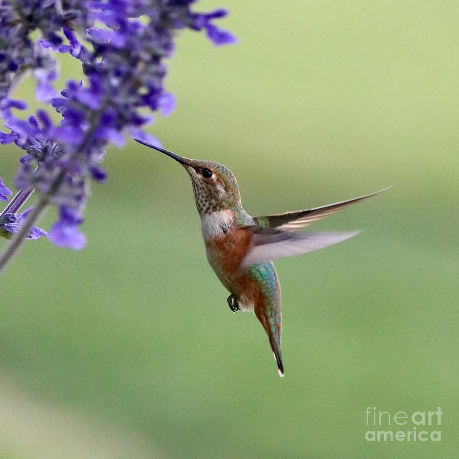 Hummingbird Flying By Purple Flower Square Photograph by Carol Groenen
