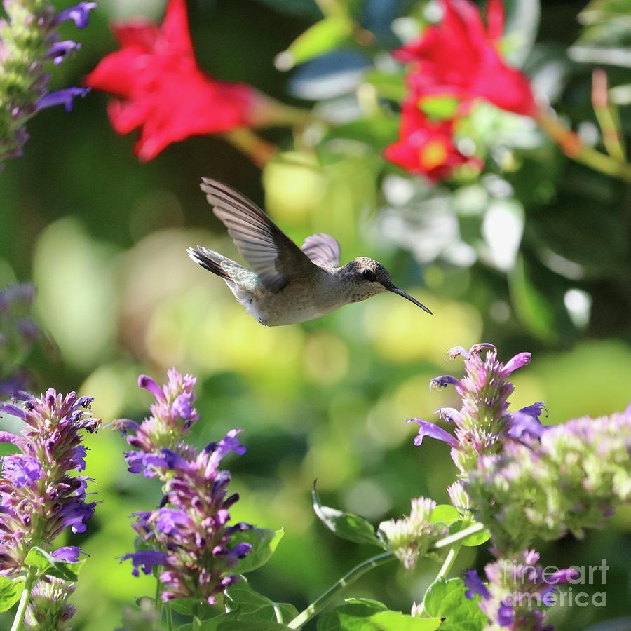 Hummingbird Flying through Flower Garden Photograph by Carol Groenen