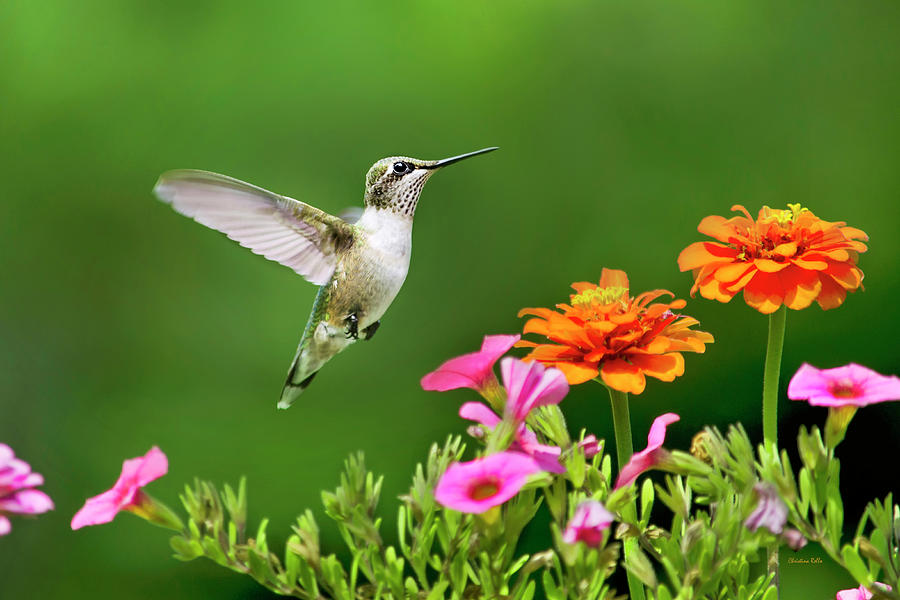 Hummingbird Photograph - Hummingbird Flying With Flowers by Christina Rollo
