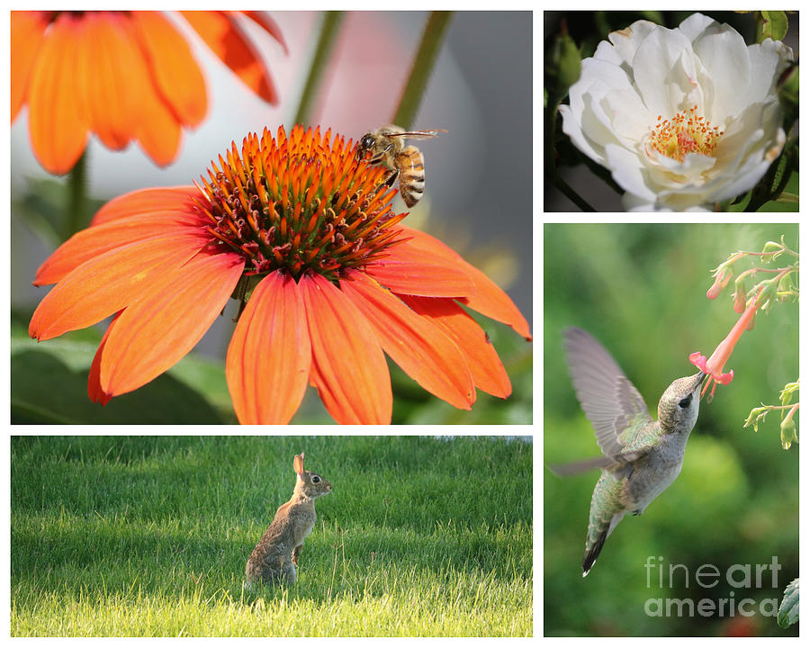 Hummingbird Friends Collage 1 Photograph by Carol Groenen