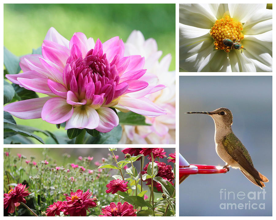 Hummingbird Friends Collage 3 Photograph by Carol Groenen