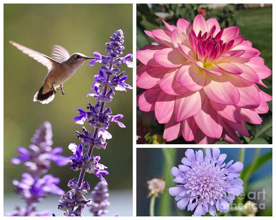 Hummingbird Friends Collage 4 Photograph by Carol Groenen