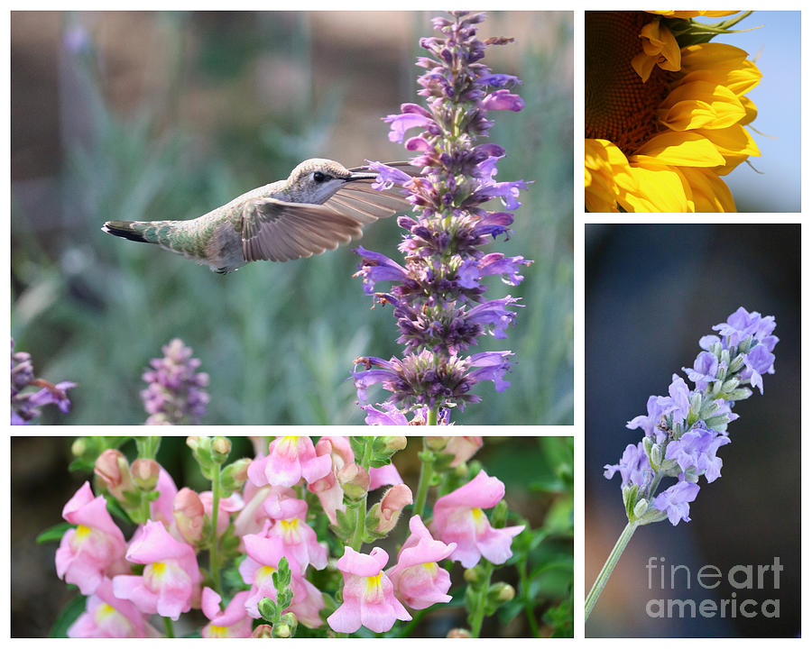 Hummingbird Friends Collage 6 Photograph by Carol Groenen
