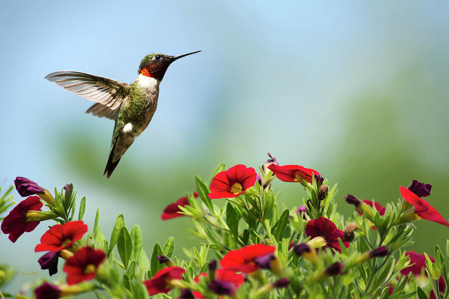 Hummingbird Frolic with Flowers Photograph by Christina Rollo